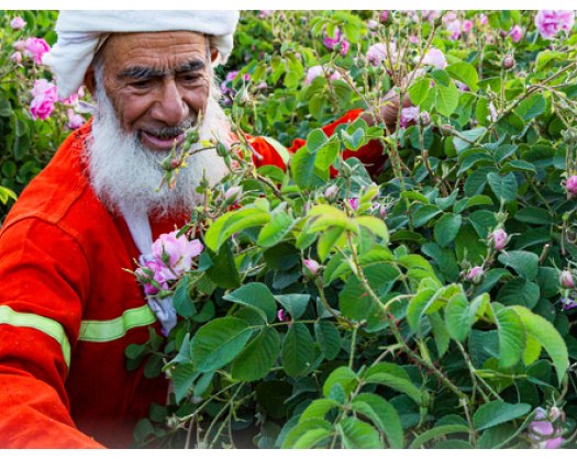 Plan To Expand Rose Cultivation Area In Jabal Akhdar