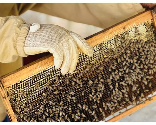 Samar Honey Production For The Year Crosses 5 Tonnes