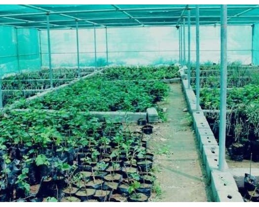 Over 8,000 Seedlings Distributed In Al Dhahirah To Boost Vegetation Cover