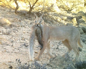 Camera Trap In Dhofar Records A Lynx Preying On A White-tailed Mongoose