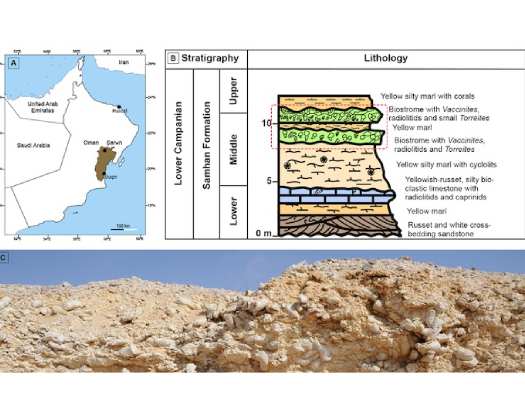 Omani Researcher Contributes To International Study On Ancient Marine Life