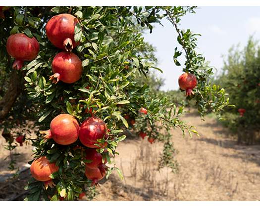 Oman Boosts Food Security And Sustainable Farming Initiatives