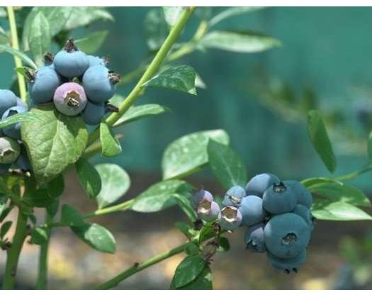 Blueberry Trees Successfully Grown In Jabal Al Akhdar