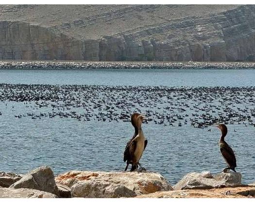 Socotra Cormorants Choose Musandam As Seasonal Feeding Ground